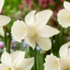 Narcissus 'Lady Madonna' -UK Garden Plants Shop narcissus lady madonna 6