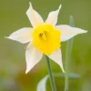 Narcissus Lobularis 2 Narcissus Lobularis -UK Garden Plants Shop narcissus lobularis 0