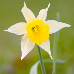 Narcissus Lobularis