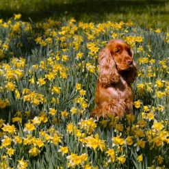 Narcissus Lobularis -UK Garden Plants Shop narcissus lobularis 1 scaled