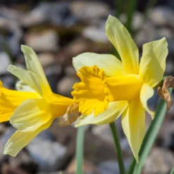 Narcissus Lobularis -UK Garden Plants Shop narcissus lobularis 2 scaled