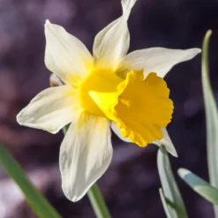 Narcissus Lobularis -UK Garden Plants Shop narcissus lobularis 3 scaled