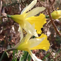 Narcissus Lobularis -UK Garden Plants Shop narcissus lobularis 6 scaled