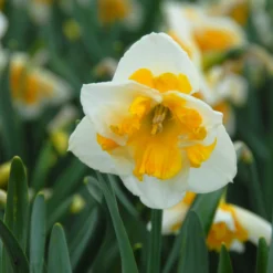 Narcissus 'Love Call' -UK Garden Plants Shop narcissus love call 1 scaled
