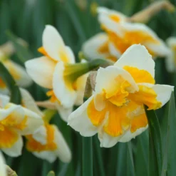 Narcissus 'Love Call' -UK Garden Plants Shop narcissus love call 2