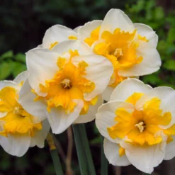 UK Garden Plants Shop -UK Garden Plants Shop narcissus love call 3 scaled