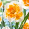 Narcissus 'Love Call' -UK Garden Plants Shop narcissus love call 5