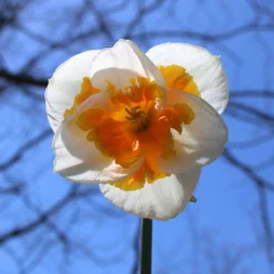 Narcissus 'Love Call' -UK Garden Plants Shop narcissus love call 6 scaled