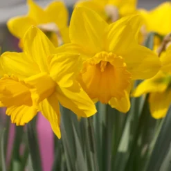 Narcissus 'Lucky Number' -UK Garden Plants Shop narcissus lucky number 2