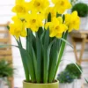 Narcissus 'Lucky Number' -UK Garden Plants Shop narcissus lucky number 3
