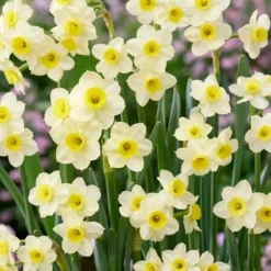 Narcissus 'Minnow' -UK Garden Plants Shop narcissus minnow 0