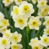 Narcissus 'Minnow' -UK Garden Plants Shop narcissus minnow 00