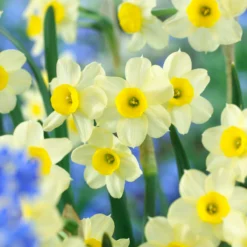 Narcissus 'Minnow' -UK Garden Plants Shop narcissus minnow 000