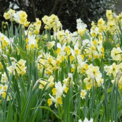 Narcissus 'Minnow' -UK Garden Plants Shop narcissus minnow 1