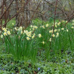 Narcissus 'Minnow' -UK Garden Plants Shop narcissus minnow 3