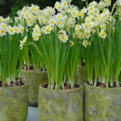 UK Garden Plants Shop -UK Garden Plants Shop narcissus minnow 4