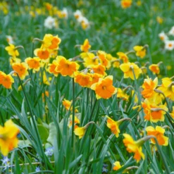 Narcissus 'Mondragon' -UK Garden Plants Shop narcissus mondragon 1