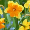 Narcissus 'Mondragon' -UK Garden Plants Shop narcissus mondragon 2