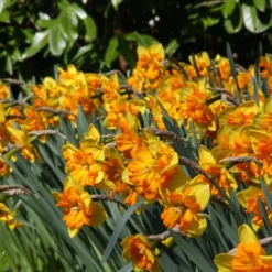 Narcissus 'Mondragon' -UK Garden Plants Shop narcissus mondragon 6