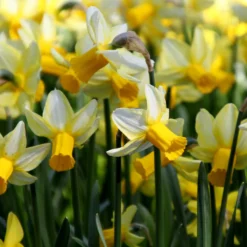 Narcissus 'Mother Duck' -UK Garden Plants Shop narcissus mother duck 3 scaled