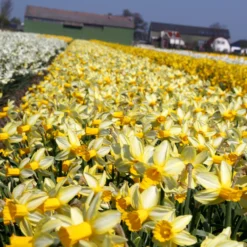 Narcissus 'Mother Duck' -UK Garden Plants Shop narcissus mother duck 6 scaled