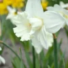 Narcissus 'Mount Hood' -UK Garden Plants Shop narcissus mount hood 00