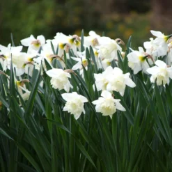 Narcissus 'Mount Hood' -UK Garden Plants Shop narcissus mount hood 12
