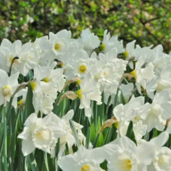 Narcissus 'Mount Hood' -UK Garden Plants Shop narcissus mount hood 2