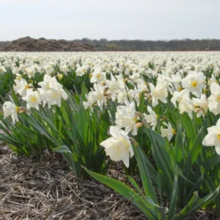 Narcissus 'Mount Hood' -UK Garden Plants Shop narcissus mount hood 7