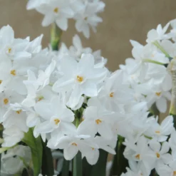 Narcissus Tazetta 'Paperwhite' -UK Garden Plants Shop narcissus paperwhite 2