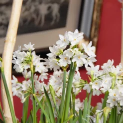 Narcissus Tazetta 'Paperwhite' -UK Garden Plants Shop narcissus paperwhite 3