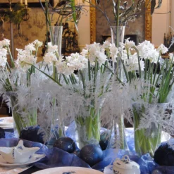 Narcissus Tazetta 'Paperwhite' -UK Garden Plants Shop narcissus paperwhite 5