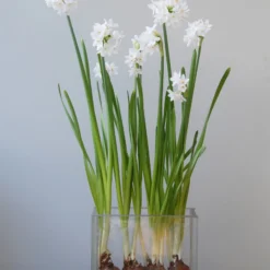 Narcissus Tazetta 'Paperwhite'