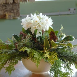 Narcissus Tazetta 'Paperwhite' -UK Garden Plants Shop narcissus paperwhite 7