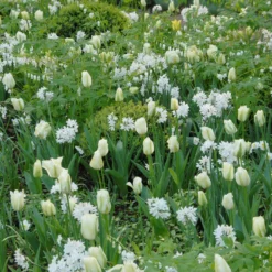 Narcissus Tazetta 'Paperwhite' -UK Garden Plants Shop narcissus paperwhite 8