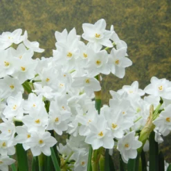Narcissus Tazetta 'Inbal' -UK Garden Plants Shop narcissus paperwhite inbal 1 scaled