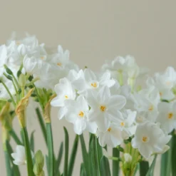 Narcissus Tazetta 'Inbal' -UK Garden Plants Shop narcissus paperwhite inbal 2 scaled