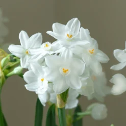 Narcissus Tazetta 'Inbal' -UK Garden Plants Shop narcissus paperwhite inbal 3 scaled