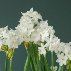Narcissus Tazetta 'Inbal' -UK Garden Plants Shop narcissus paperwhite inbal 5 scaled