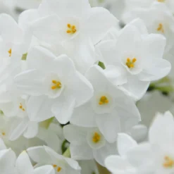 Narcissus Tazetta 'Inbal' -UK Garden Plants Shop narcissus paperwhite inbal 6