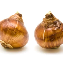 Narcissus Tazetta 'Inbal' -UK Garden Plants Shop narcissus paperwhite inbal 8