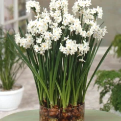 Narcissus Tazetta 'Paperwhite' -UK Garden Plants Shop narcissus paperwhite scaled