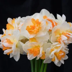 Narcissus 'Peach Prince' -UK Garden Plants Shop narcissus peach prince 1 scaled