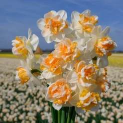 Narcissus 'Peach Prince' -UK Garden Plants Shop narcissus peach prince 2 scaled