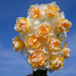 Narcissus 'Peach Prince' -UK Garden Plants Shop narcissus peach prince 3 scaled