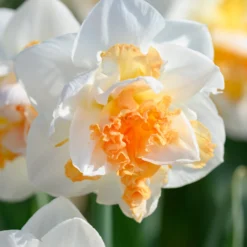 Narcissus 'Peach Prince' -UK Garden Plants Shop narcissus peach prince 4 scaled