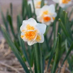 Narcissus 'Peach Prince' -UK Garden Plants Shop narcissus peach prince 7 scaled