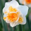 Narcissus 'Peach Prince' -UK Garden Plants Shop narcissus peach prince 7 9d2f7e4b a523 4e34 8e2d 6e3ea4886a4e
