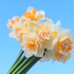 Narcissus 'Peach Prince' -UK Garden Plants Shop narcissus peach prince 9 scaled