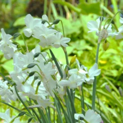 Narcissus 'Petrel' -UK Garden Plants Shop narcissus petrel 5